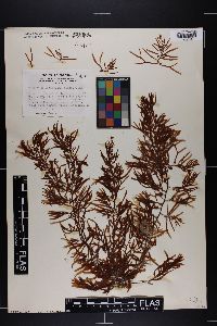 Sargassum acinarium image